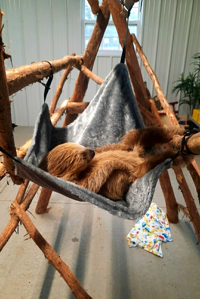 Spider Monkey Sloth Encounter